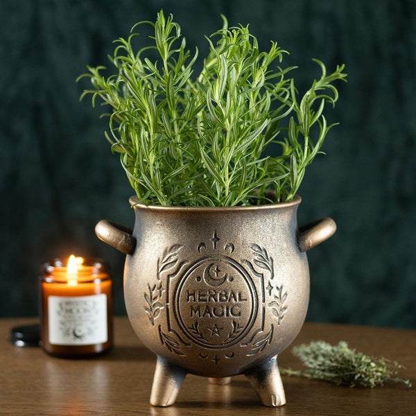 Herbal Magic -kukkaruukku rosmariinilla
